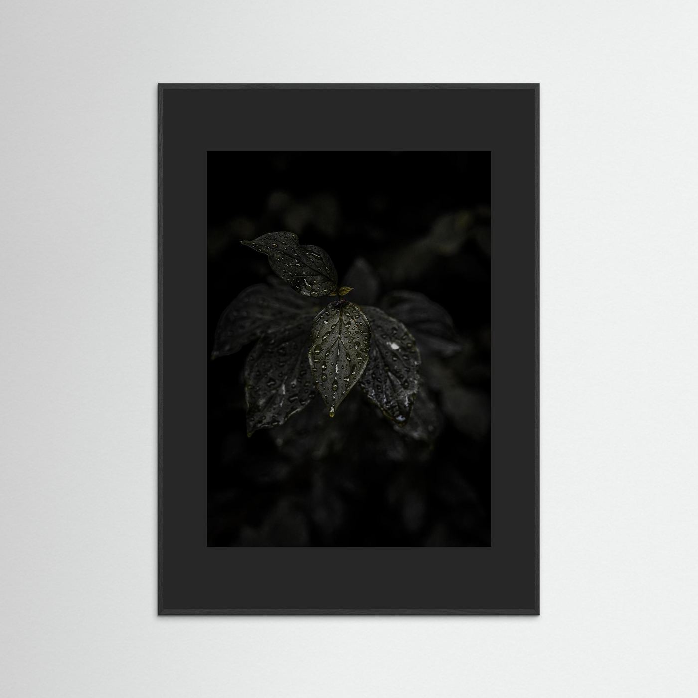 Raindrops on a Leaf