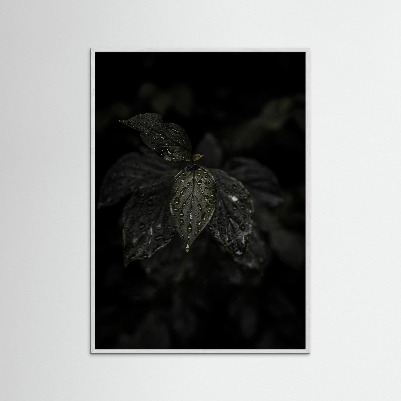 Raindrops on a Leaf