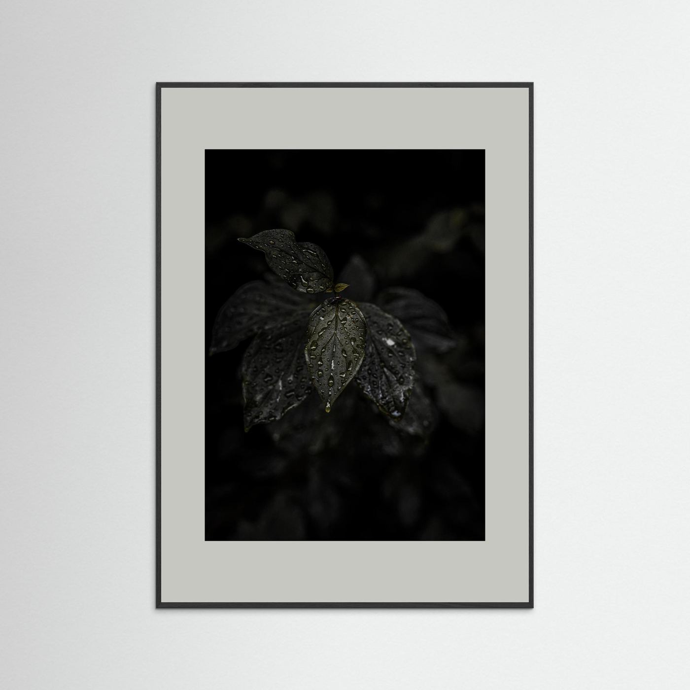 Raindrops on a Leaf